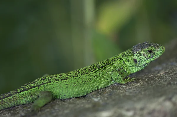Green lizard on the stone background.