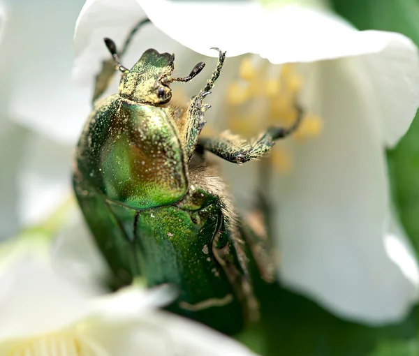 Insect green beetle on a flower of jasmine.