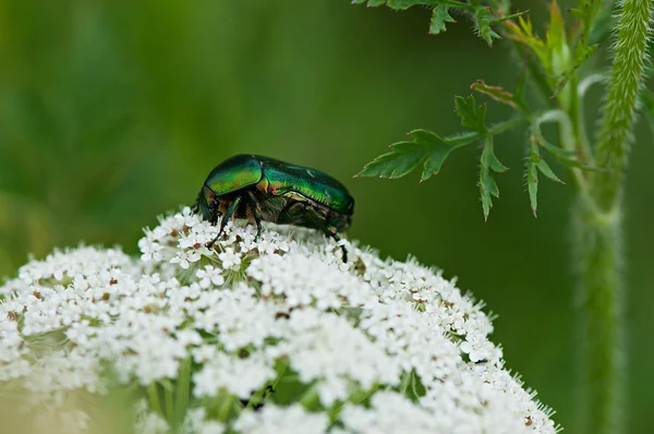 Insect green beetle sits on a white flower, flora and fauna.