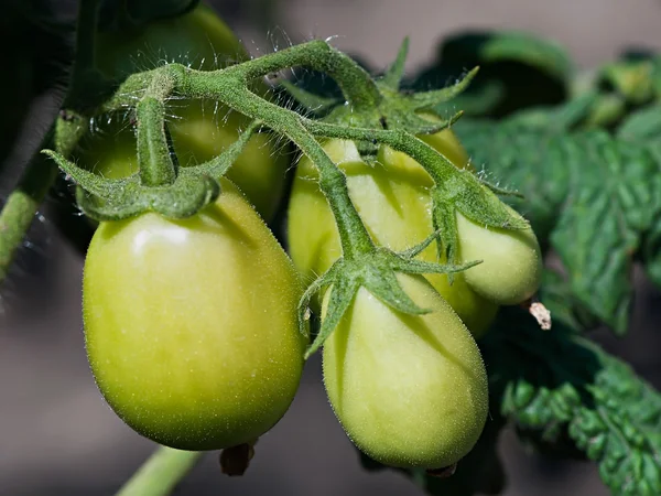 Green field tomatoes, background of green tomatoes, vegetables.