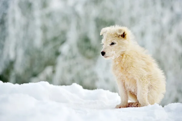 Little white dog outdoor in winter