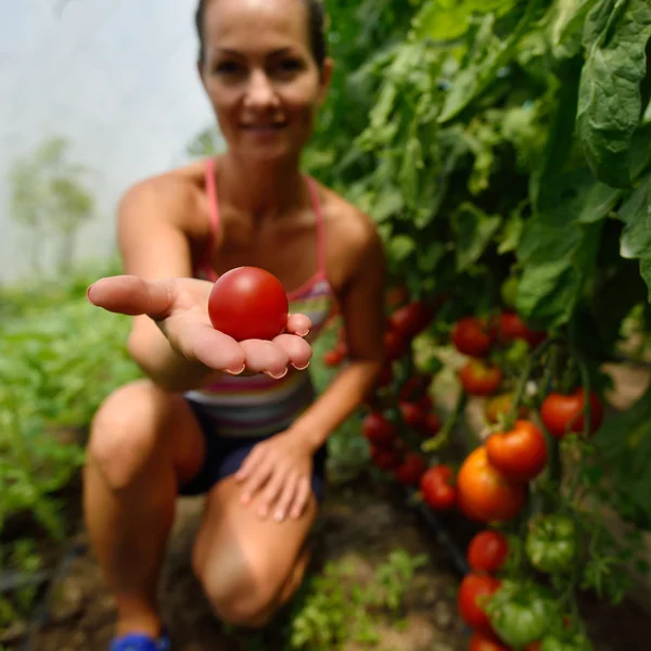 Young woman picking fresh tomatoes