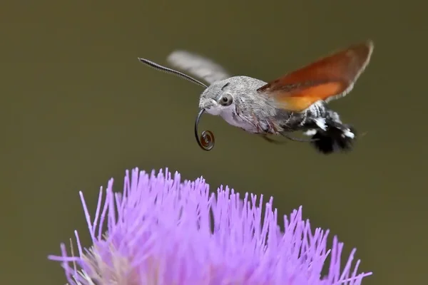 Hummingbird hawk-moth at flower