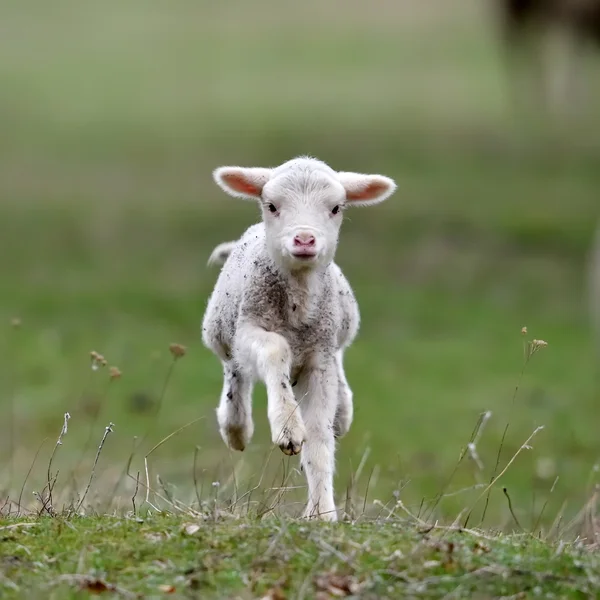 Cute lamb on field