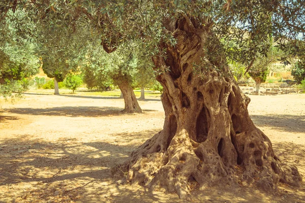 Olive field with big old olive tree roots