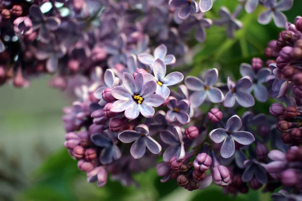 Lilac bunch — Stock Photo #75020369