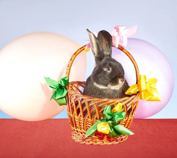 In decorated with colored ribbons and balloons basket  is sitting rabbit