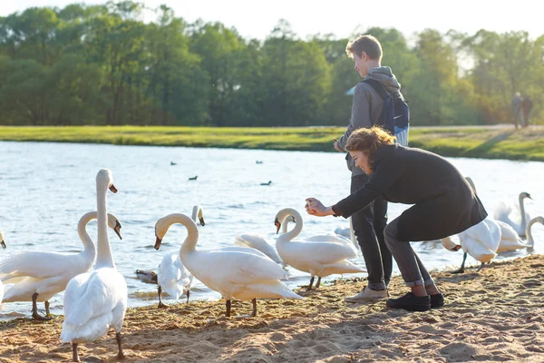Young couple feeding swans