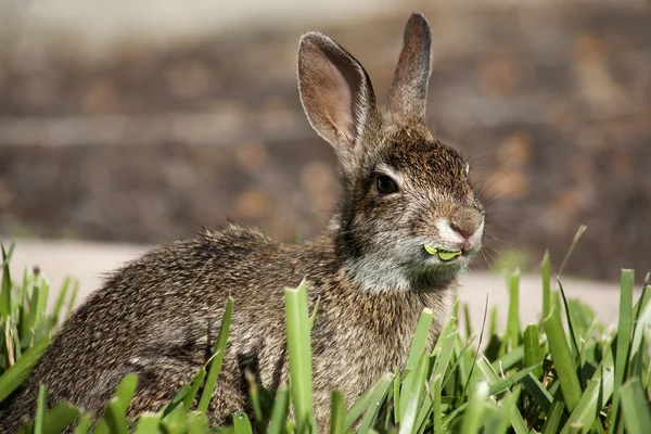 Closeup of cute cottontail bunny rabbit eating grass