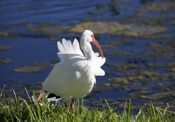 American White Ibis with a red beak (Eudocimus albus) grooming Feathers