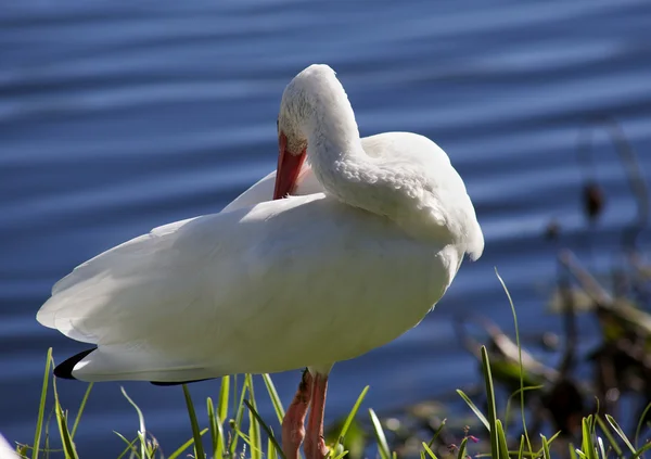 American White Ibis with a red beak (Eudocimus albus) grooming Feathers