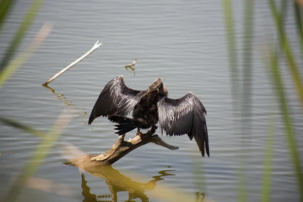 Anhinga (snake bird, water turkey, darter)  drying its wings
