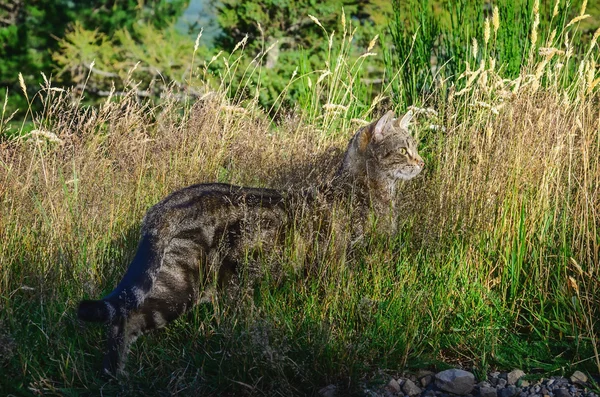 Cat hunting in the tall grass