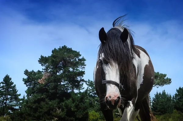 Close-up portrait of horse