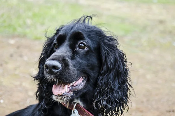 Beautiful dog sitting down