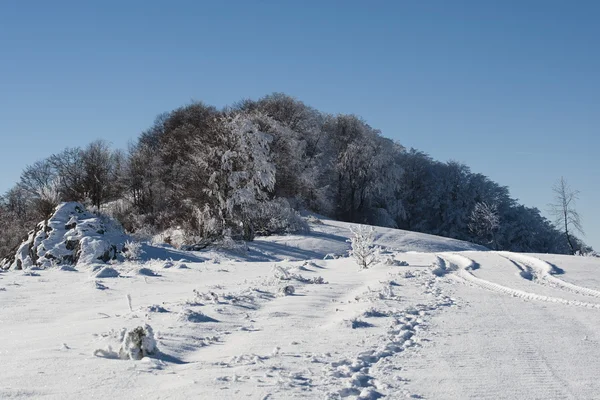 Winter morning