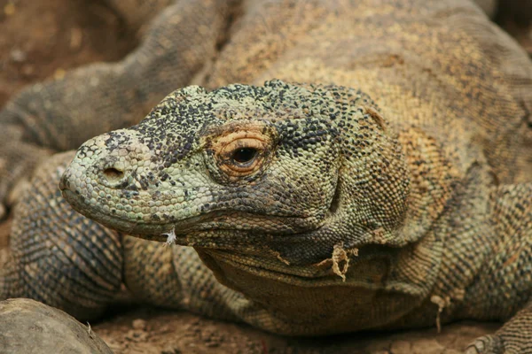 Most reptile resting