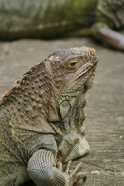 Most reptile resting