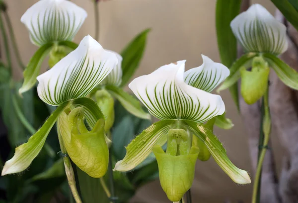 Four flowers of green and white orchid