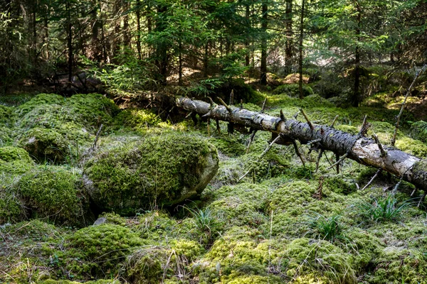 Stones and fallen tree covered with moss