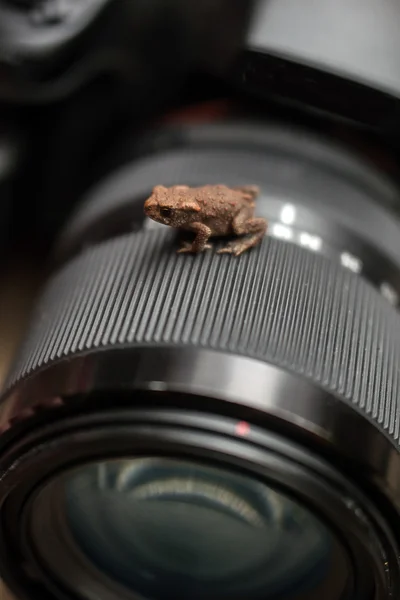 Brown frog on the camera