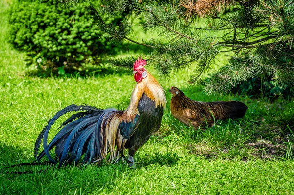 Rooster and Hen in the wild