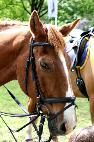 Horse head portrait!!!!