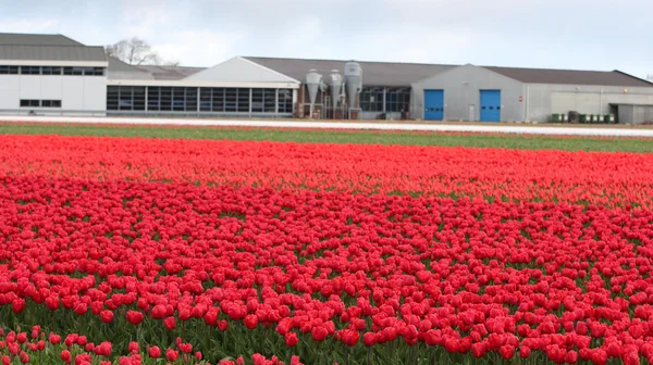 Tulip Farm in Netherlands