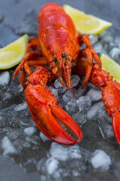 Lobster  Chilling on Ice with fresh lime