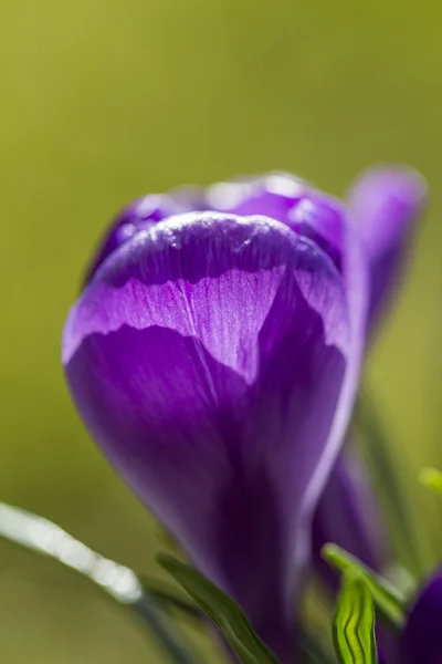 Deep purple crocus flower