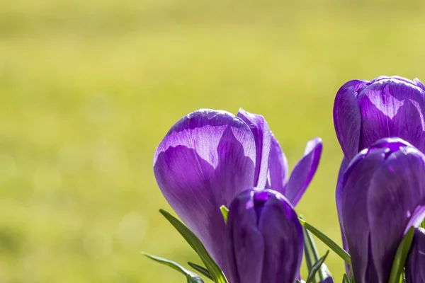 Purple crocus flowers