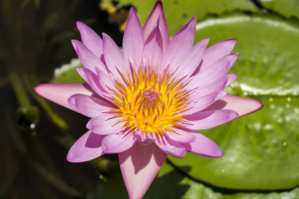 Blue lotus flower or water lily