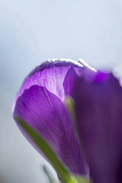 Single pretty purple crocus flower