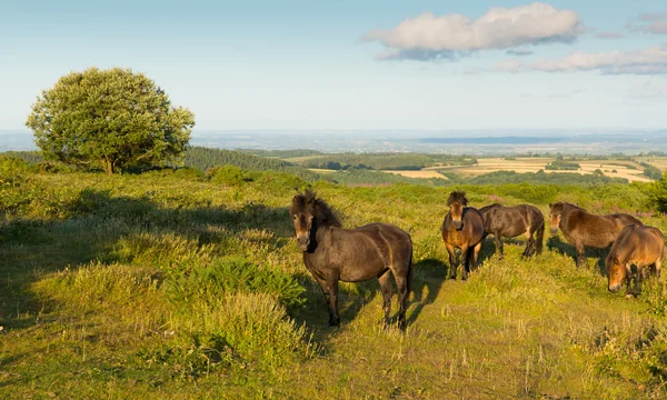 Quantock Hills Somerset England UK ponies countryside views on a summer evening