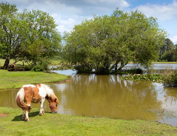 New Forest pony by a lake on a sunny summer day in Hampshire England UK