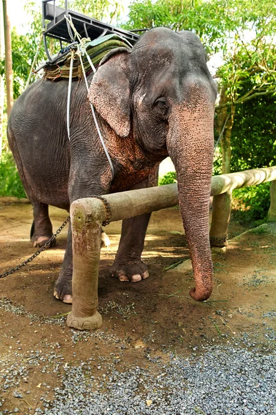 Animals In Thailand. Thai Elephant With Rider Saddle. Travel Asi