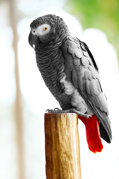 Birds, Animals. African Grey Parrot, Jako. Travel, Tourism. Thai