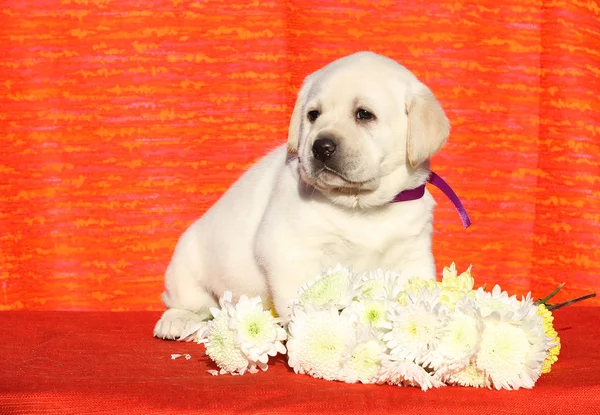 Little labrador puppy on a red background with flowers