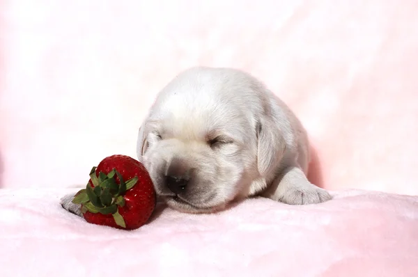 A little labrador puppy on a red background with a strawberry