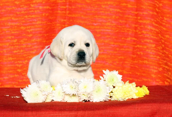 The little labrador puppy on a red background with flowers