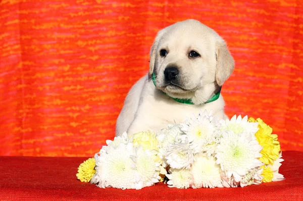 A little labrador puppy on a red background with flowers