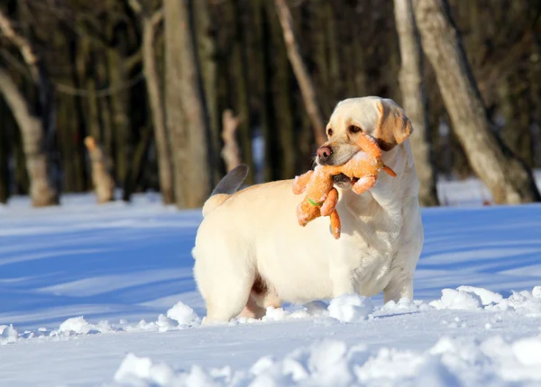 Yellow labrador in winter with an orange toy