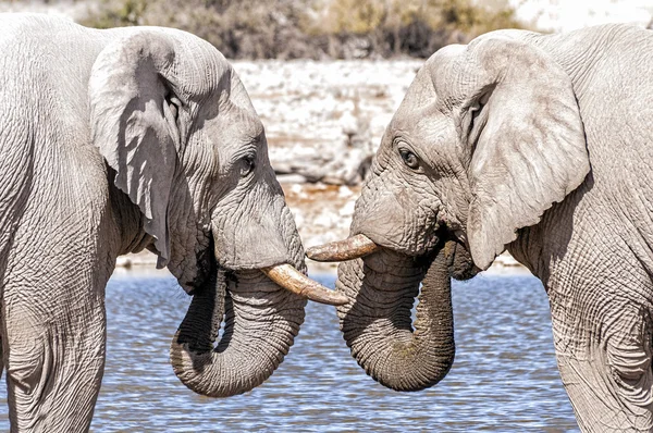Two african elephants face to face at the water pool in Etoshna National park, Namibia