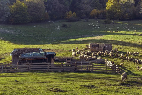 Sheepfold and grazing sheep flock
