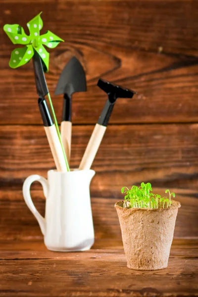 Potted seedlings growing in biodegradable peat moss pots on wooden background