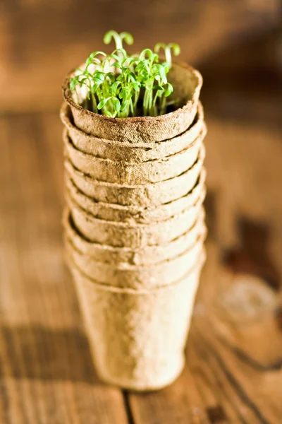 Potted seedlings growing in biodegradable peat moss pot on wooden background with copy space