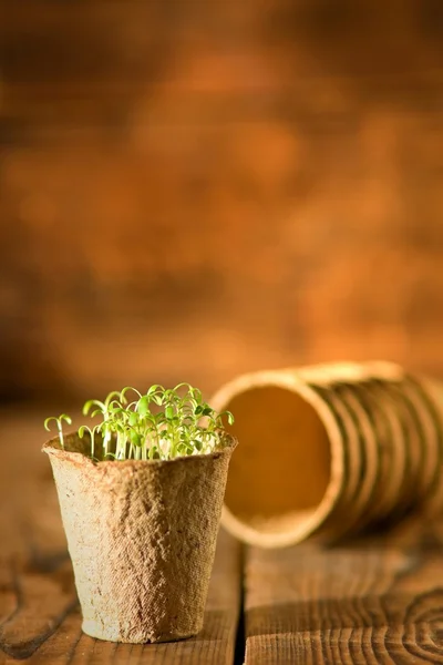 Potted seedlings growing in biodegradable peat moss pot