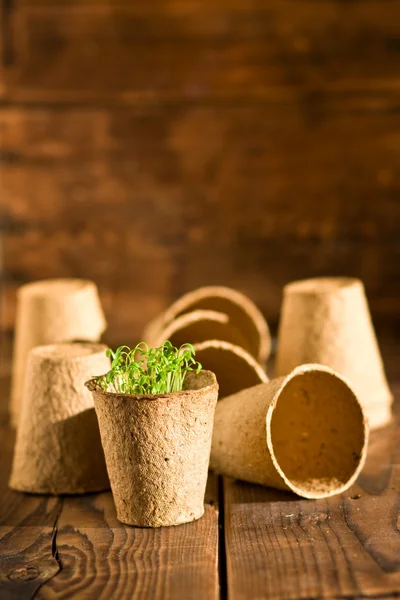 Potted seedlings growing in biodegradable peat moss pots on wooden background