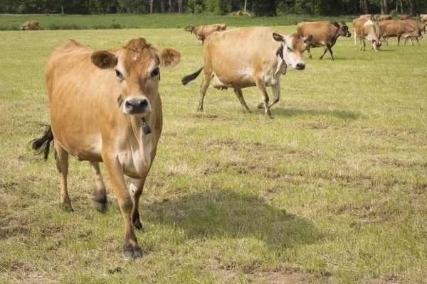 Typical Jersey Cows on Jersey island, UK