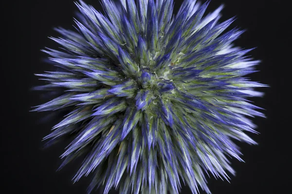 Globe thistle isolated on black background